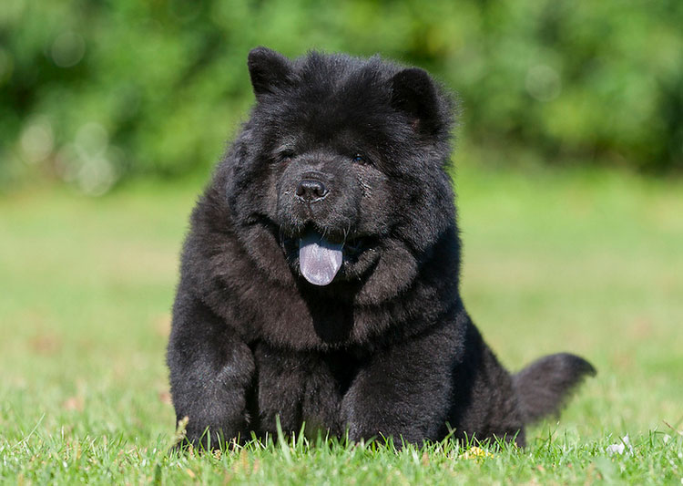 cachorro de Chow Chow