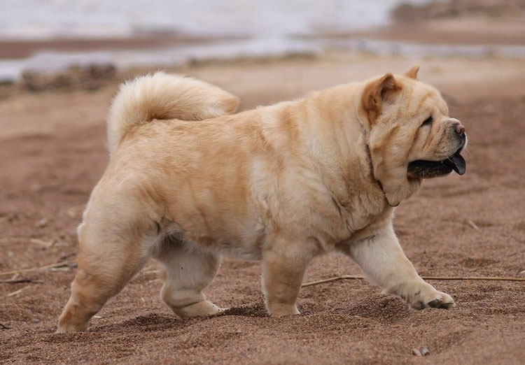 chow chow de pelo corto