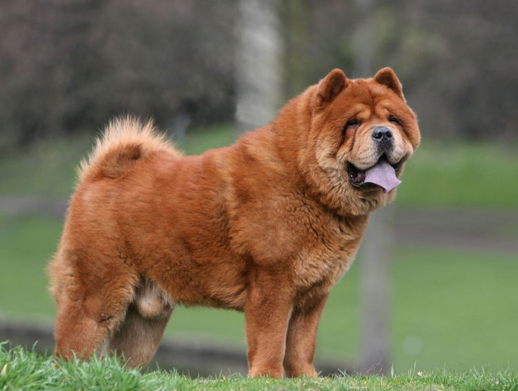 Chow Chow de pelo corto