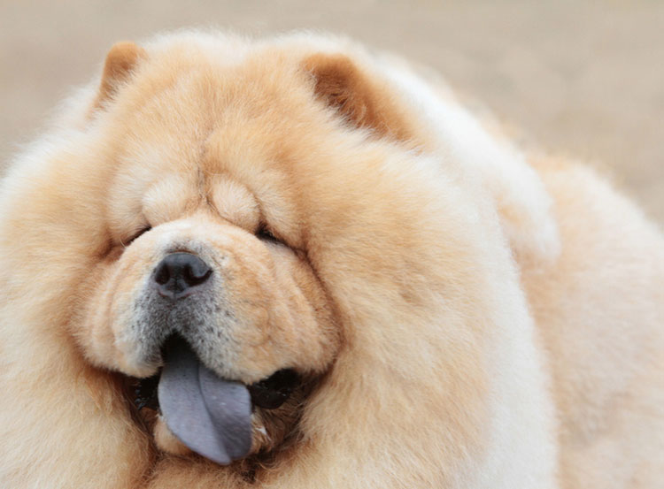 Chow Chow crema