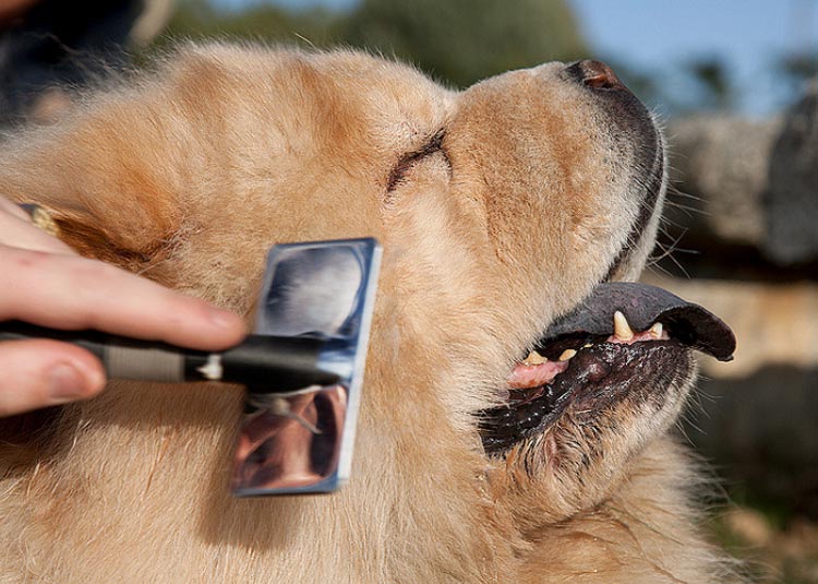 cuidado del Chow Chow