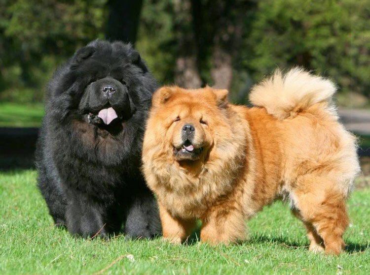 perros chow chow