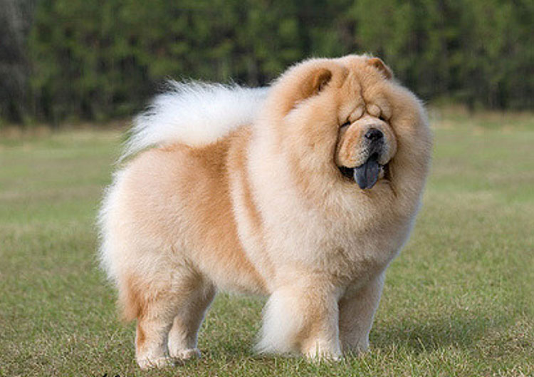 chow chow de exposición