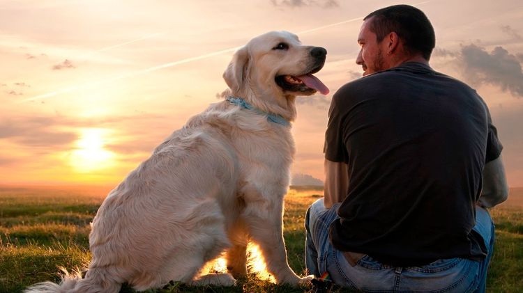 El perro y el ser humano