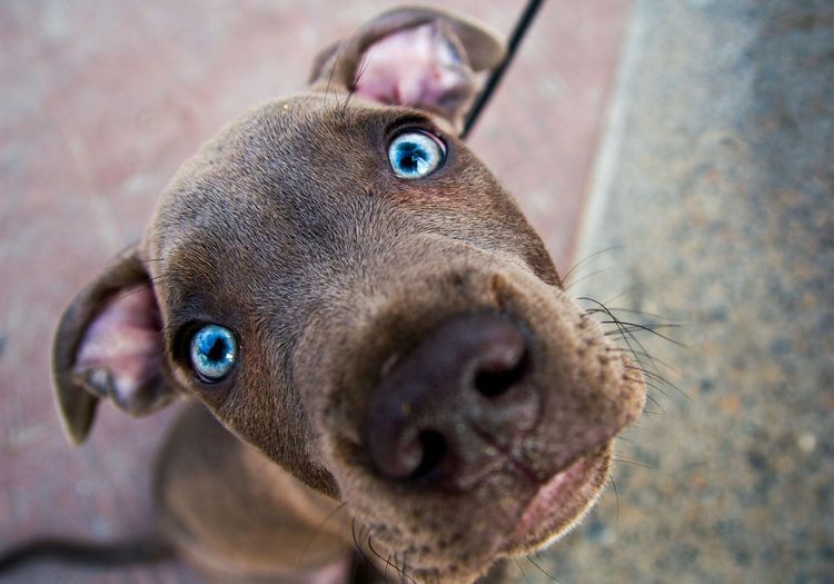 Perro gracioso