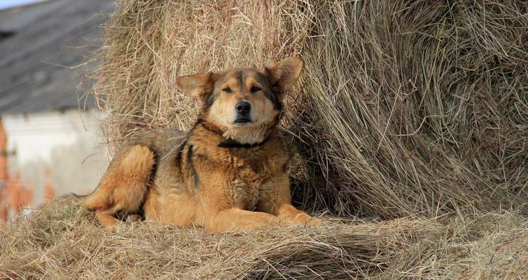 El perro del hortelano