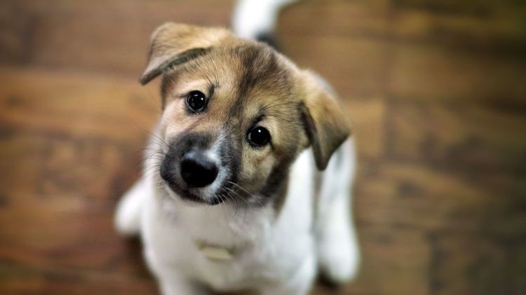 Cachorro divertido
