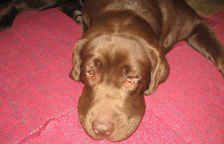 Edema de Quincke en un perro