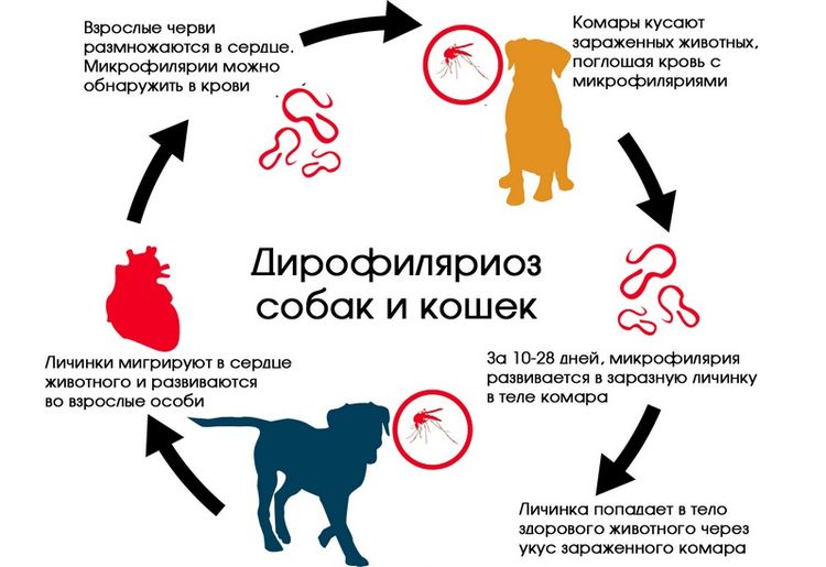 Vías de infección de la dirofilariosis en perros