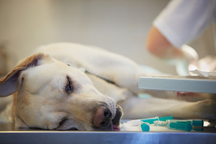 Tratamiento de la dirofilariosis en perros
