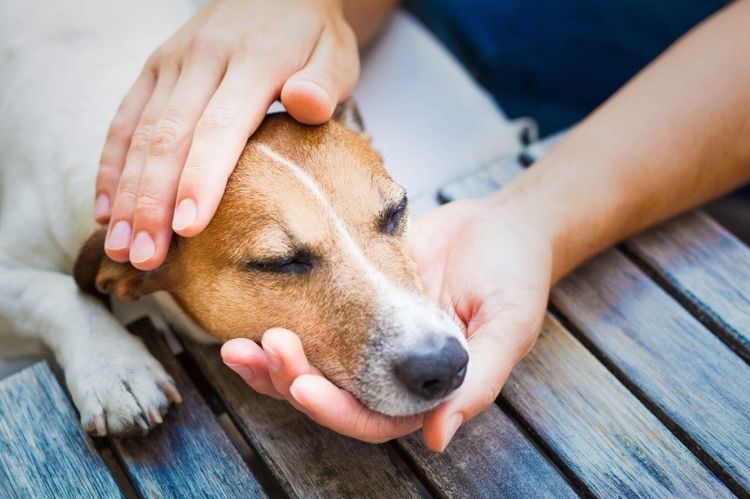 Dirofilariosis en perros