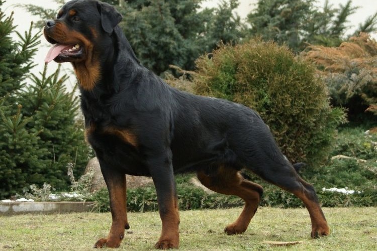 Displasia en un rottweiler