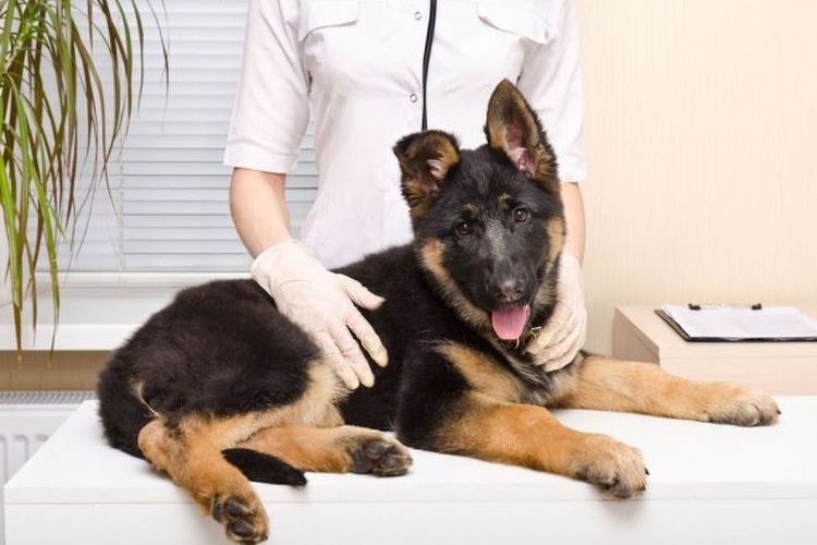 Cachorro de pastor en el veterinario