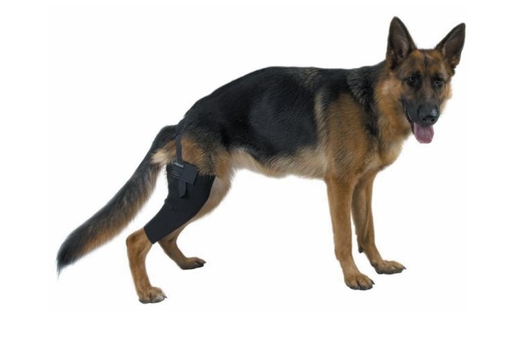 Perro pastor adulto con vendaje en la rodilla