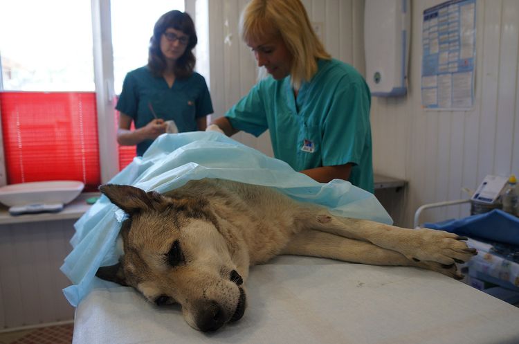 Perro en la mesa de operaciones