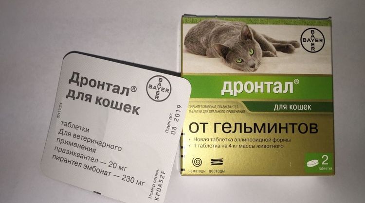 Drontal para gatos