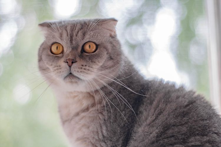Gato gris en el alféizar de la ventana