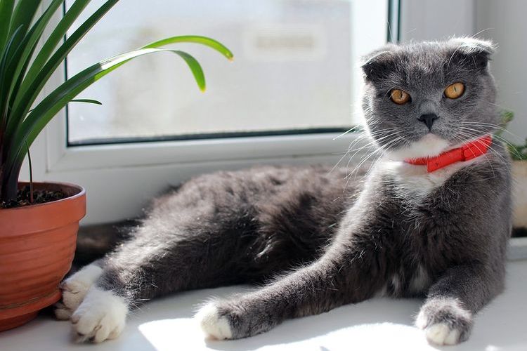 Gato británico en el alféizar