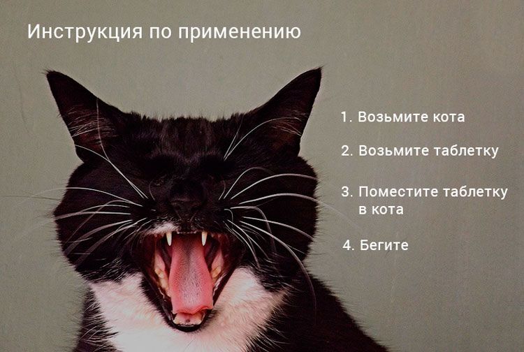Cómo administrar un comprimido al gato