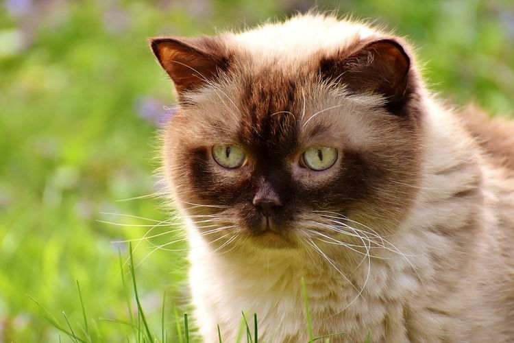 Gato peludo en la hierba
