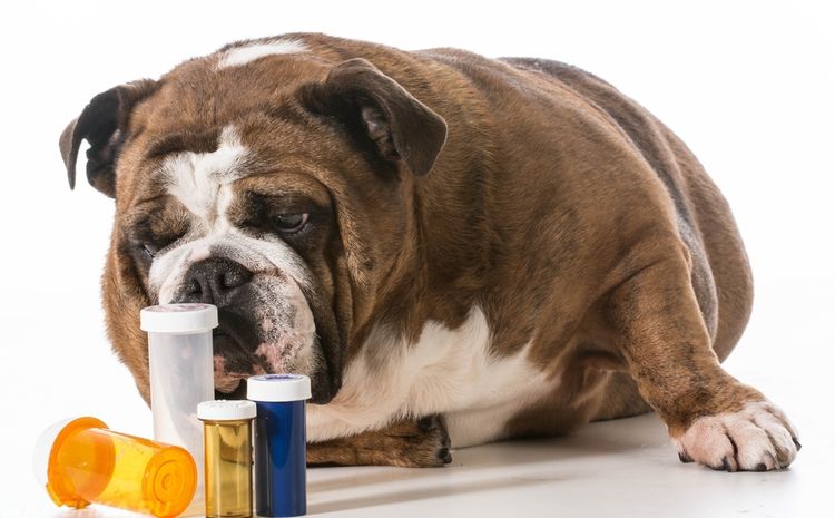 El perro y los medicamentos