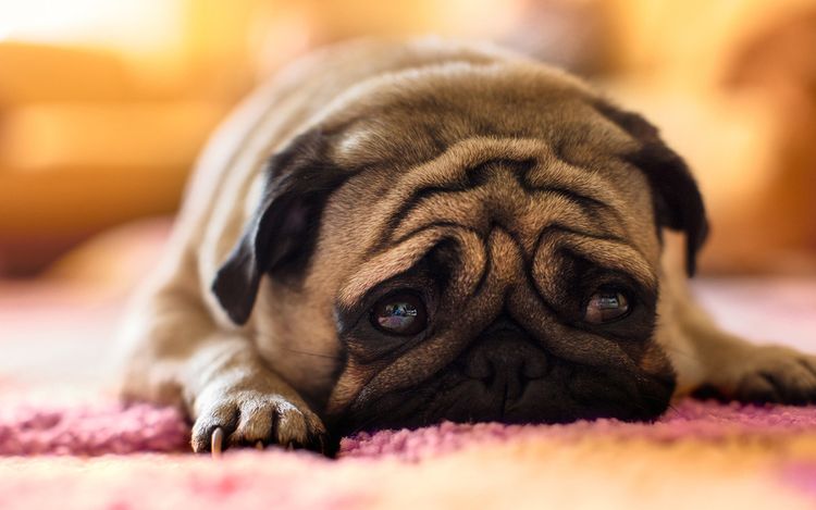 Perro triste