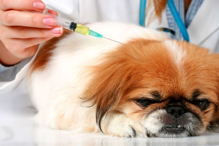 Inyección subcutánea en el perro