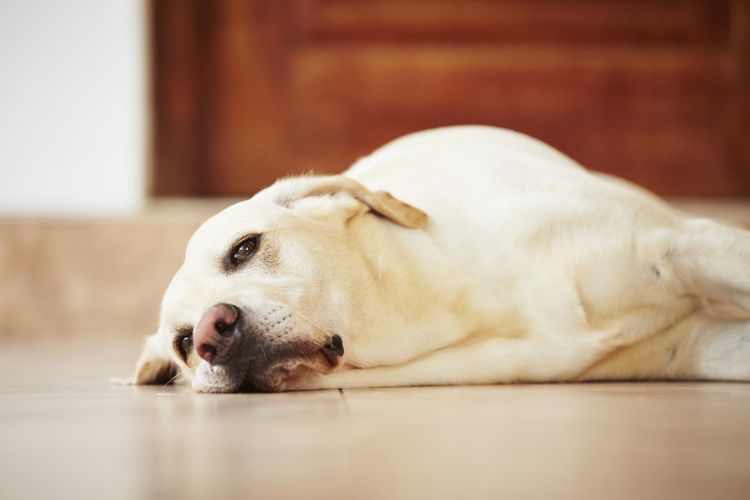 Perro triste