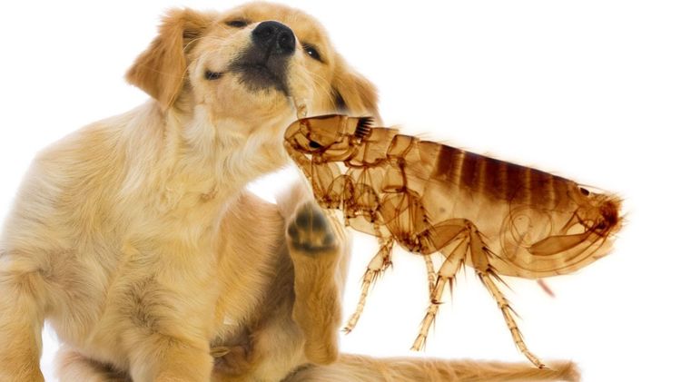 Flöhe bei Hunden