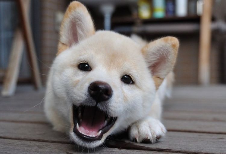 Glücklicher Hund
