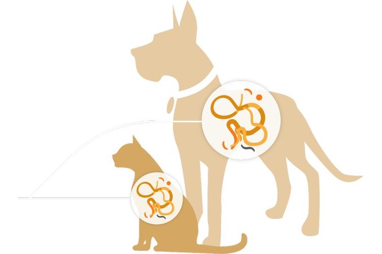 Parásitos en animales