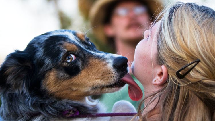 El perro lame a la dueña