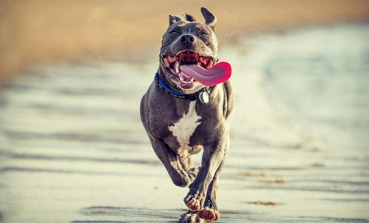 Perro feliz