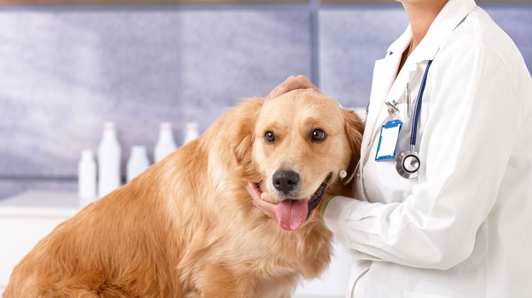 El perro en el veterinario