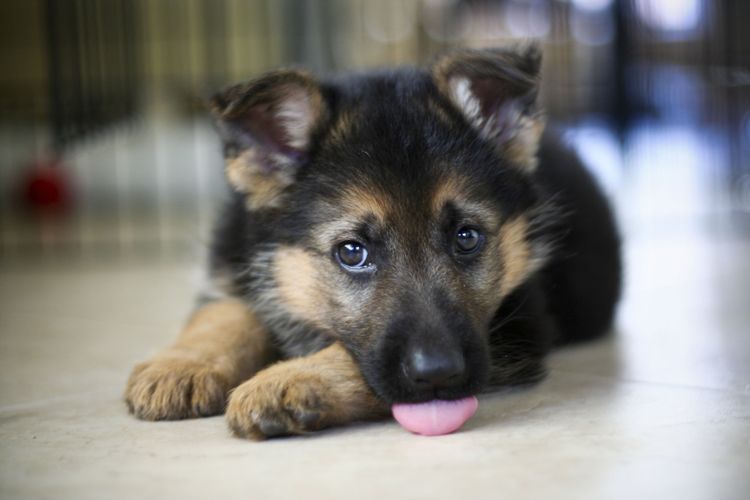 Cachorro de pastor alemán