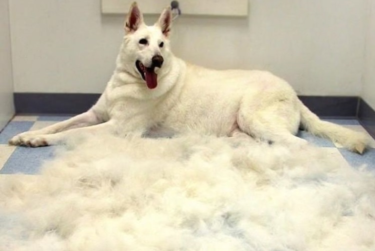 Perro tumbado en el suelo después del cepillado