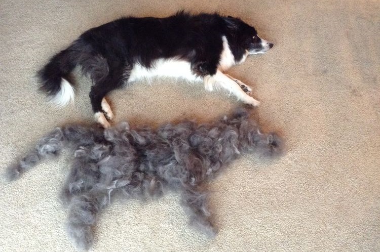 Perro y pelo cepillado