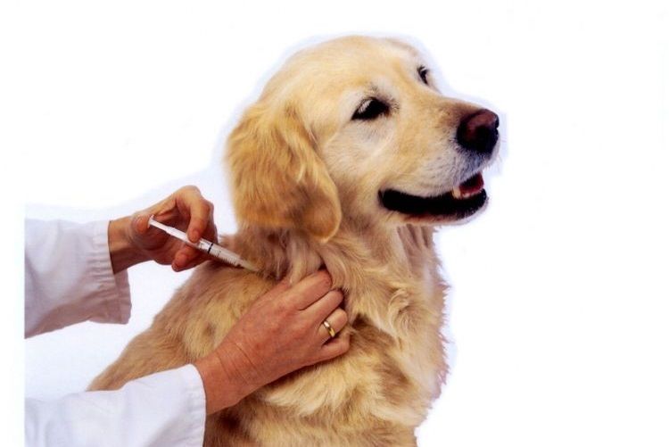 Se le aplica una inyección al perro en la cruz