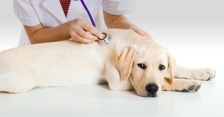 El perro en el veterinario