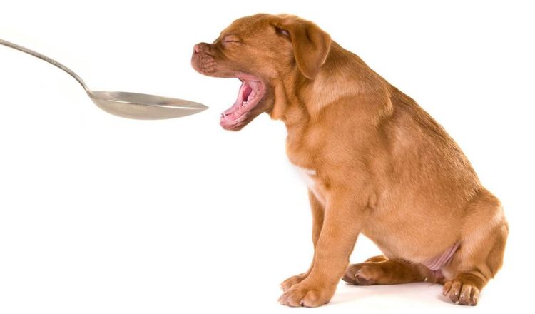 Enterosgel para perros
