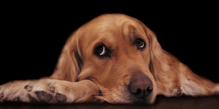 Perro triste