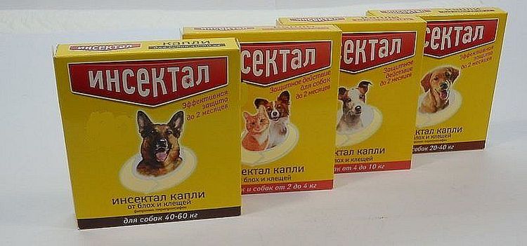 Insectal para perros