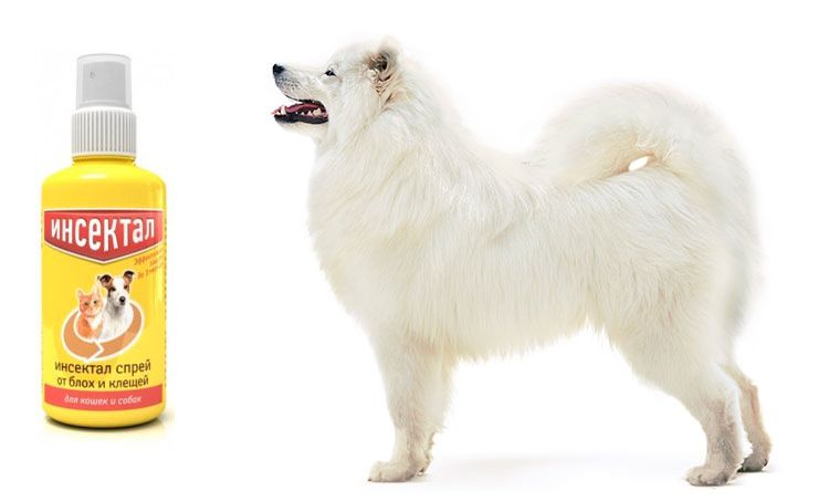 Spray Insectal para perros