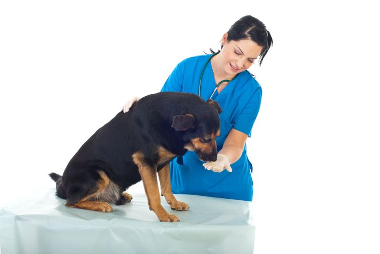 El perro en el veterinario