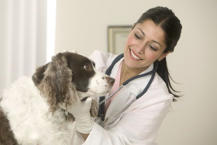 El perro en el veterinario