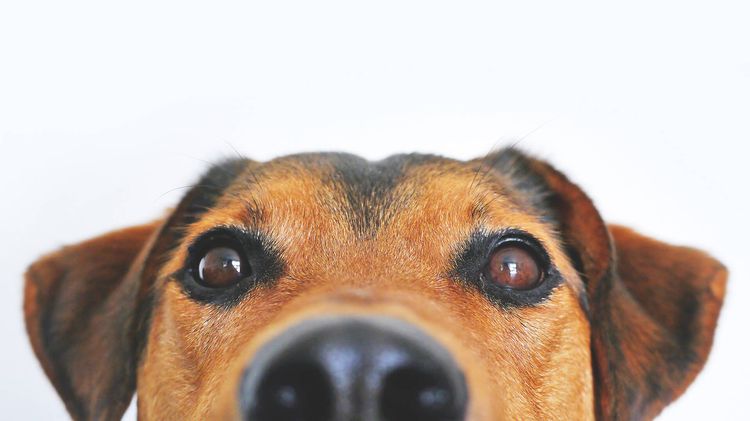 El perro está espiando
