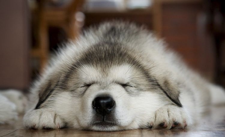 Husky durmiendo