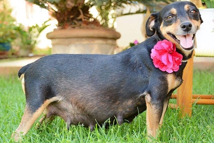 Perra gestante con una flor en el cuello
