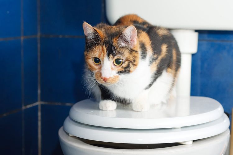 Gato en la tapa del inodoro