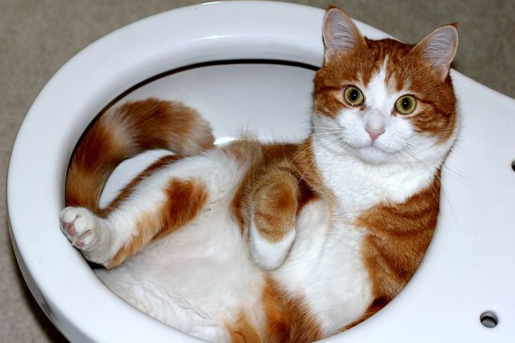El gato tumbado en el inodoro
